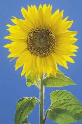 Poster - Sunflower Enmarcado de cuadros